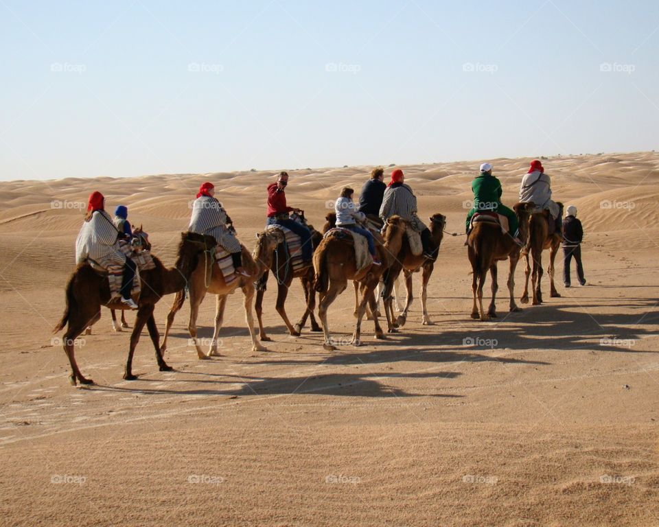 Camel trekking to the Sahara desert🐪🐫