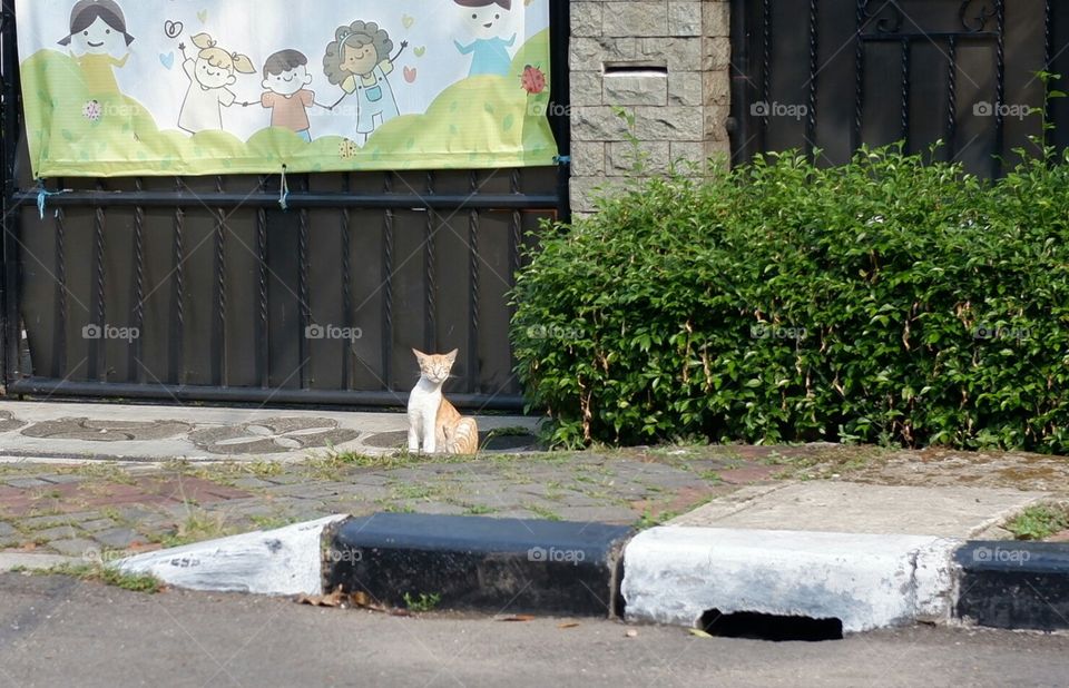 cat on the street