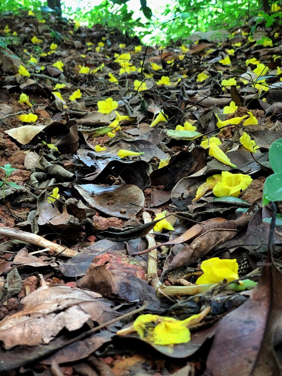 Muddy path covered with dry leaves