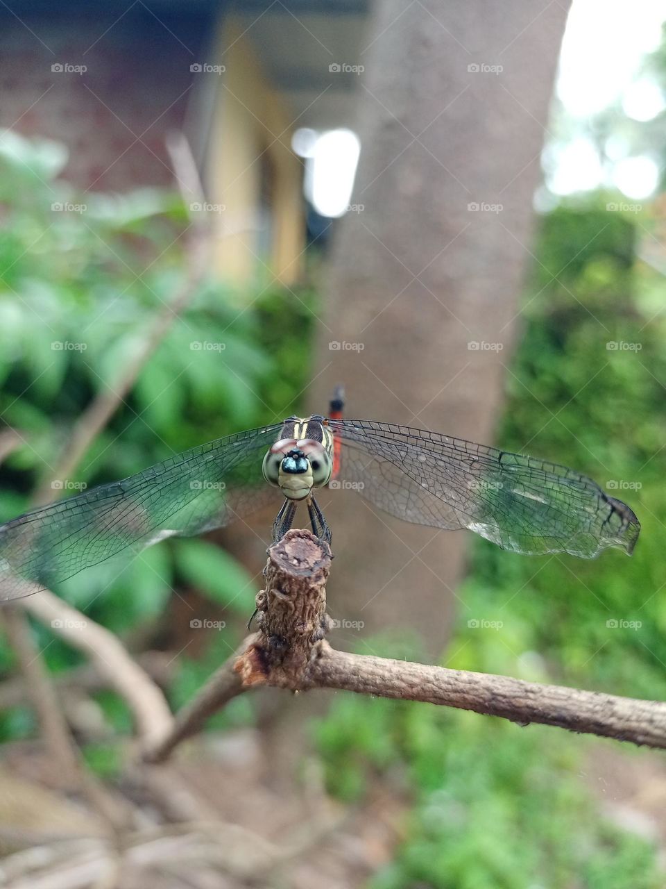 front view of dragonfly with nice green blur effects background sitting on stick looking at camera closeup photo