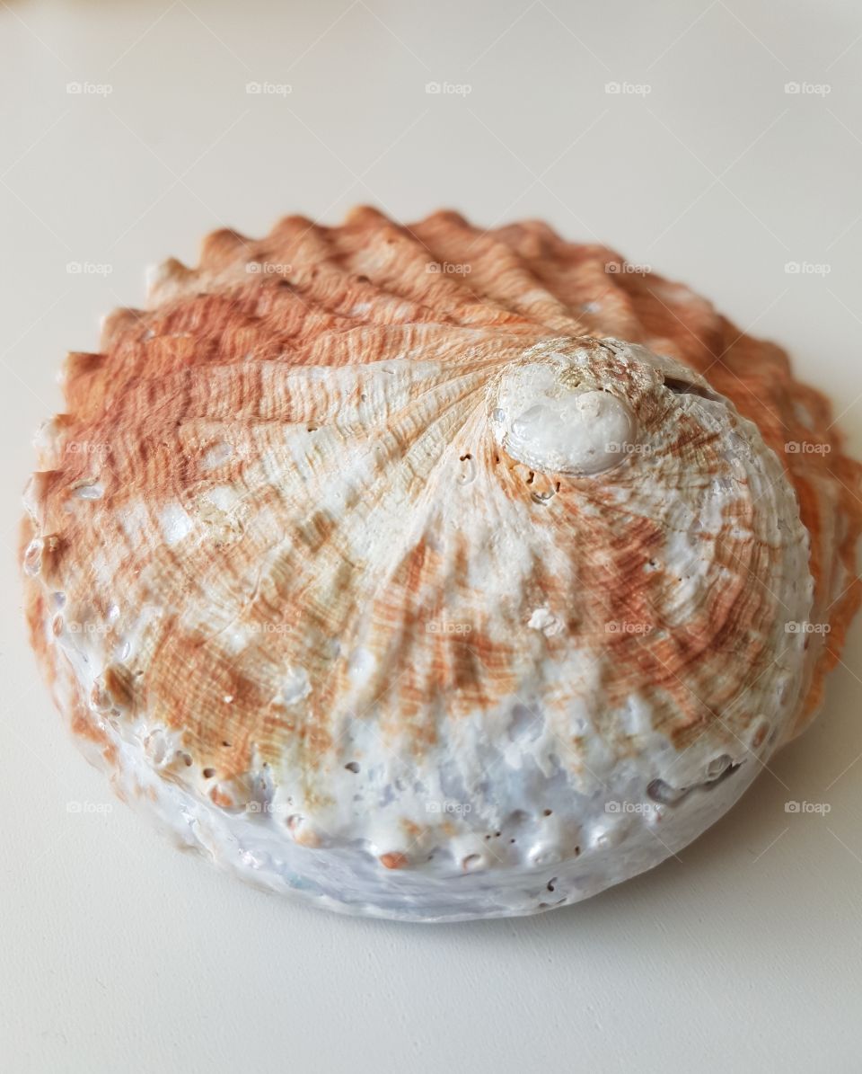 Studio shot of spiral seashell