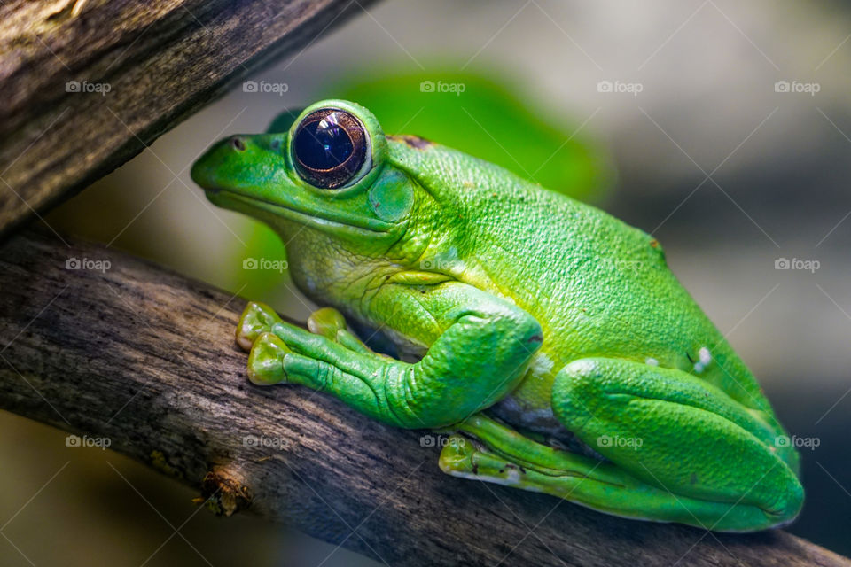 dennys giant tree frog posing in profile