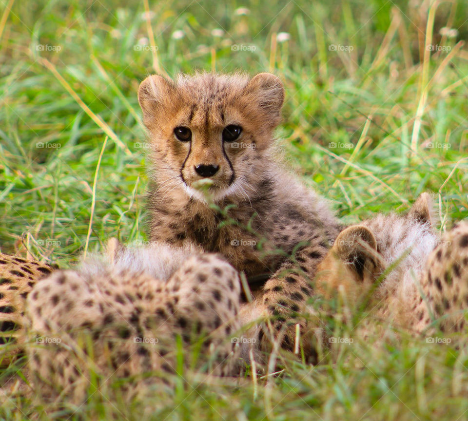 cute cheetah baby smelling flower