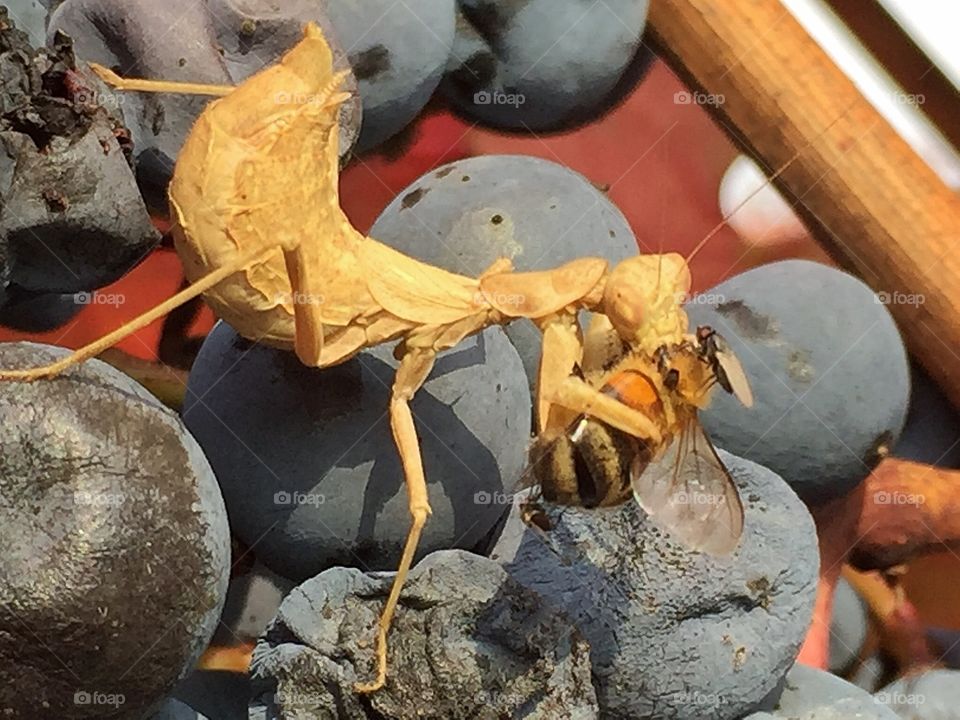 A praying mantis is eating a bee on a bunch of grapes