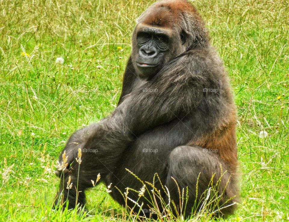 Eastern Lowland Gorilla