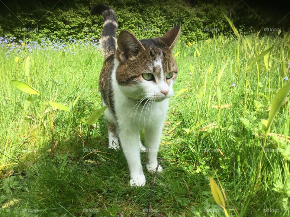 Cat. Cat in garden