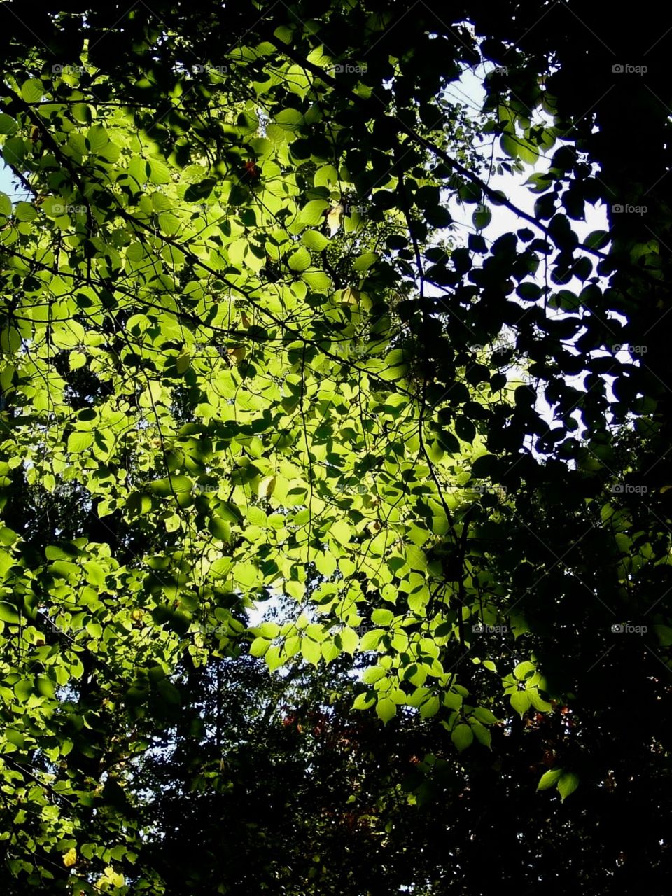 Lush leaves in the woods