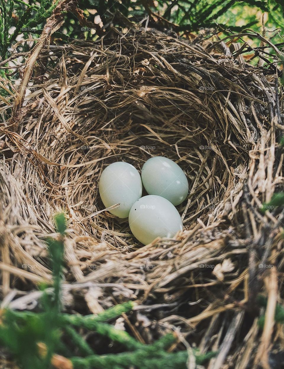 Top view of eggs in nest