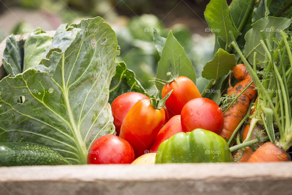 Organic vegetables 