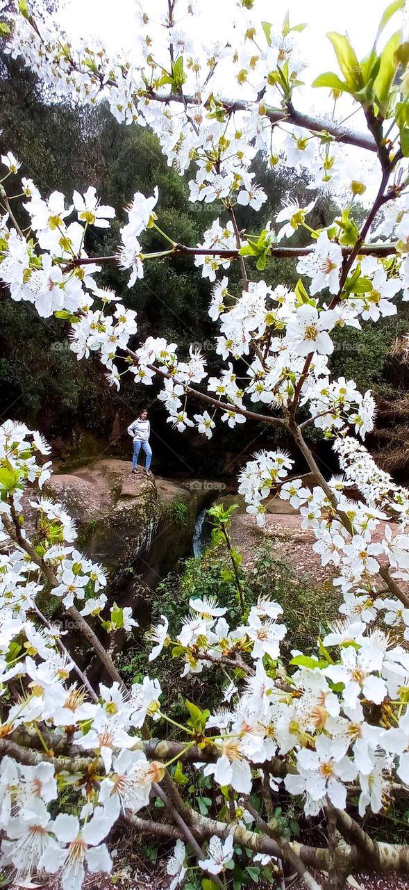 cascade and spring trees