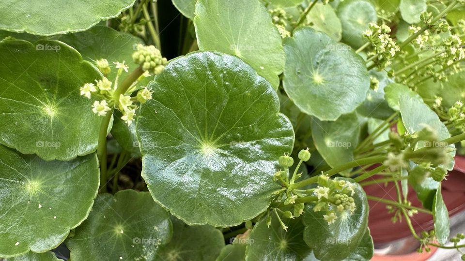 Whorled pennywort, a species of Water
Pennywort(Hydrocotyle)