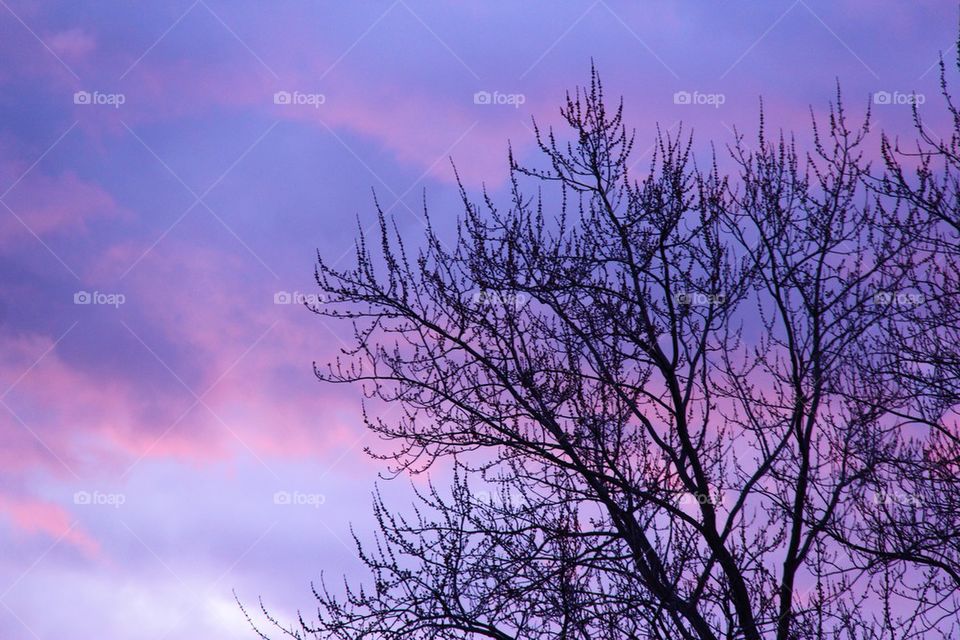 Purple twilight