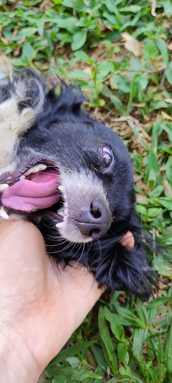 cute puppy tongue out