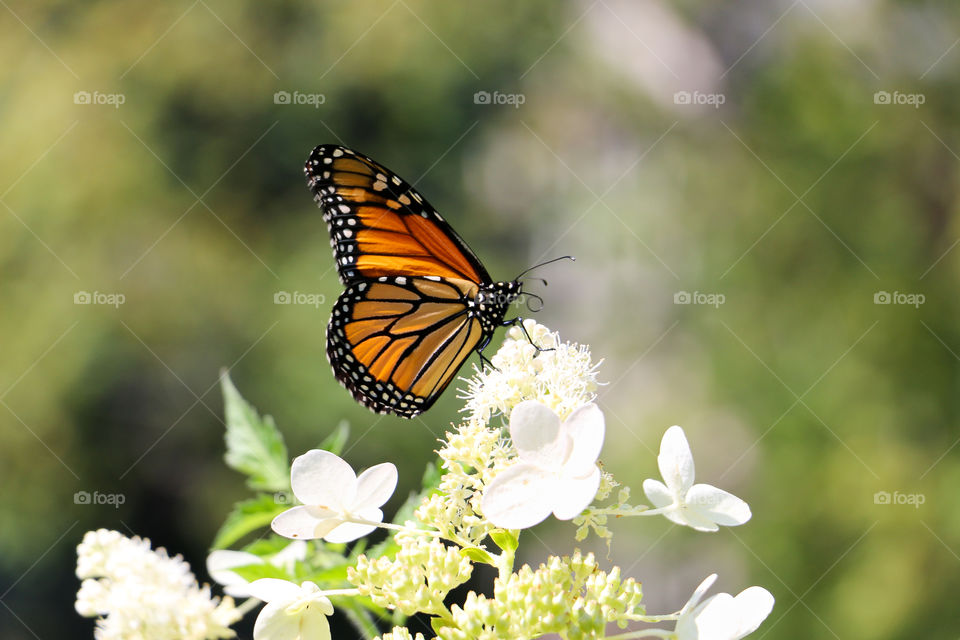 A fleeting moment is captured as a rare monarch butterfly basks in the afternoon sun atop pristine hydrangea blossoms