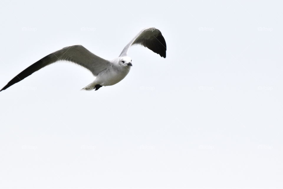 Seagull in flight