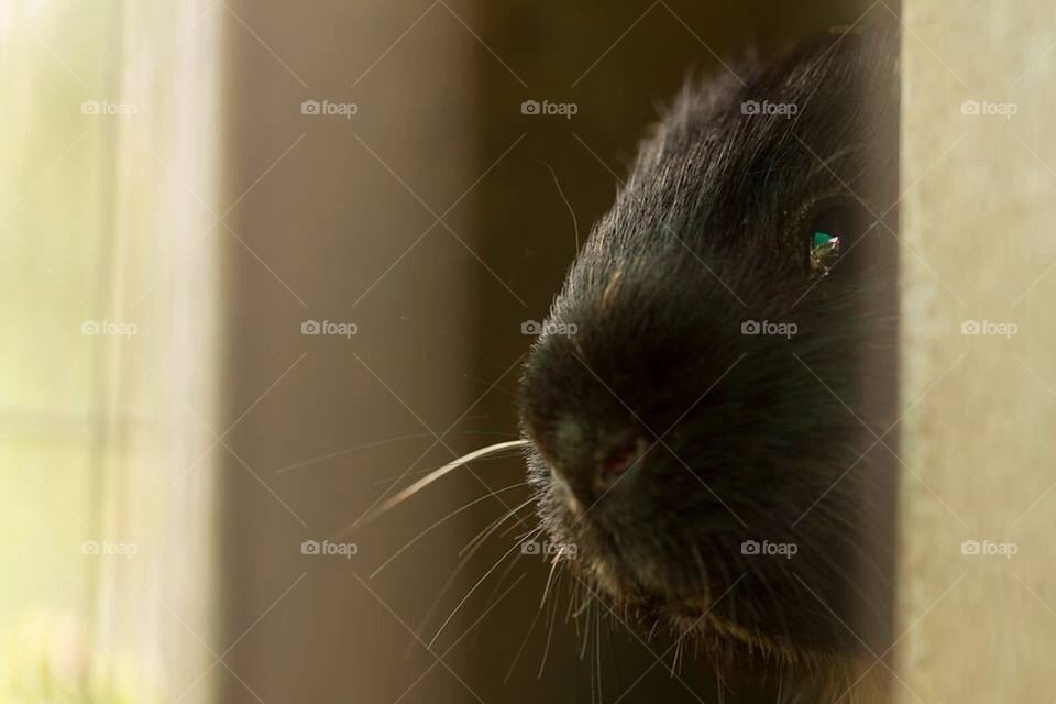 Guinea Pig Peekaboo