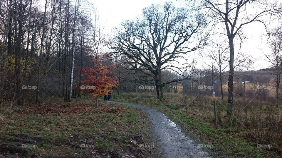 Fall forest in Sweden 