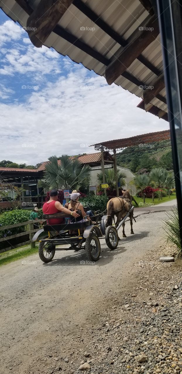 Passeio de charrete.