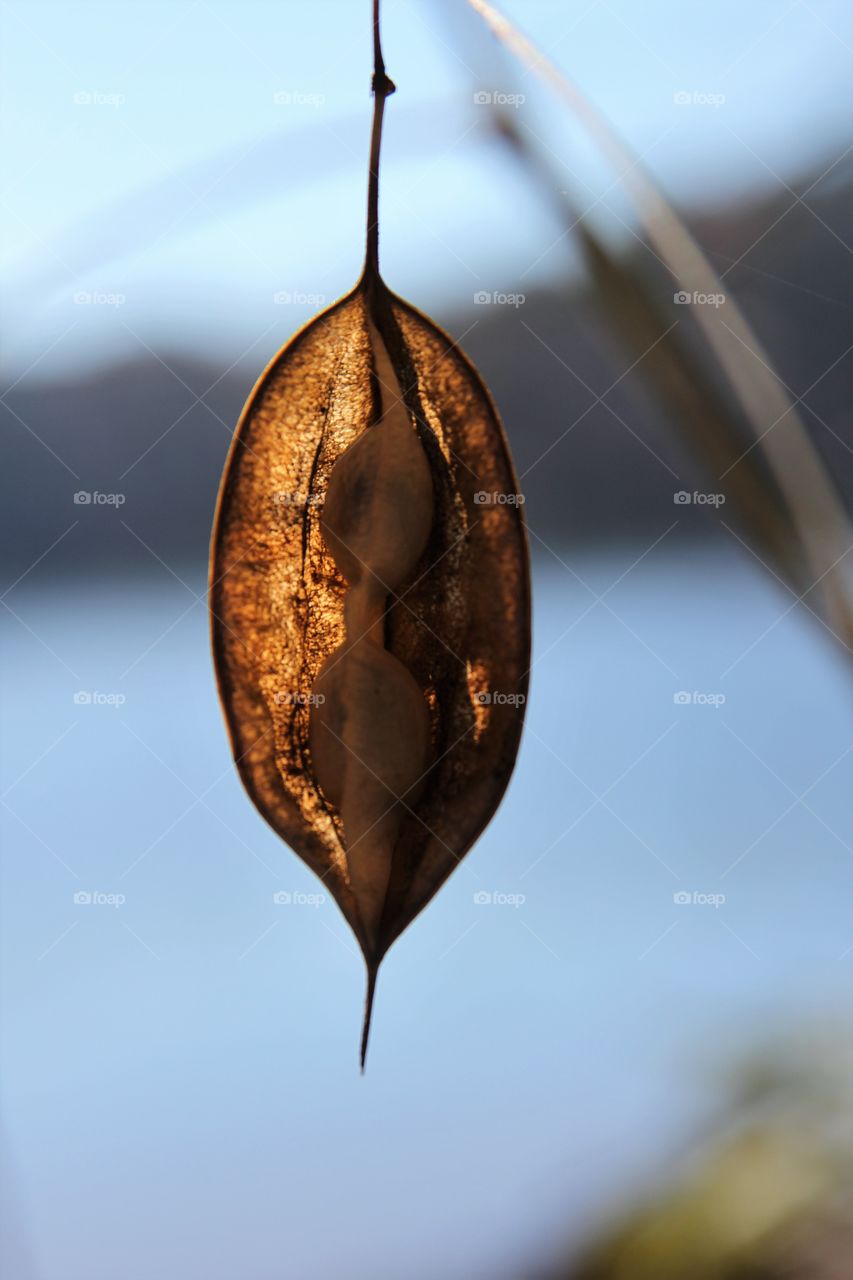 dried pod of seeds by lake.