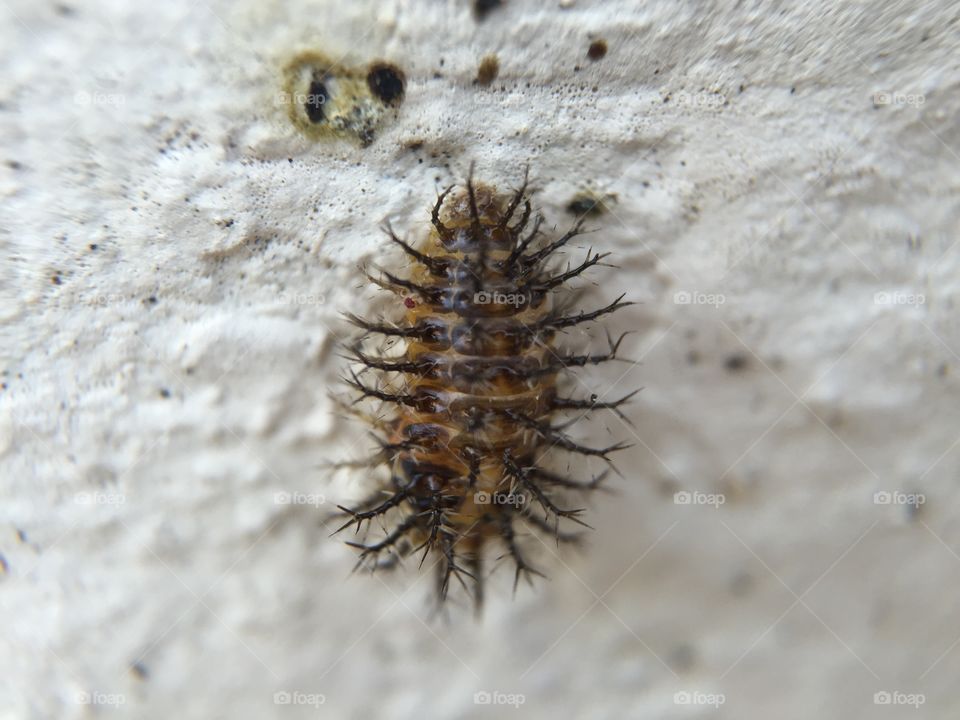 Larva 