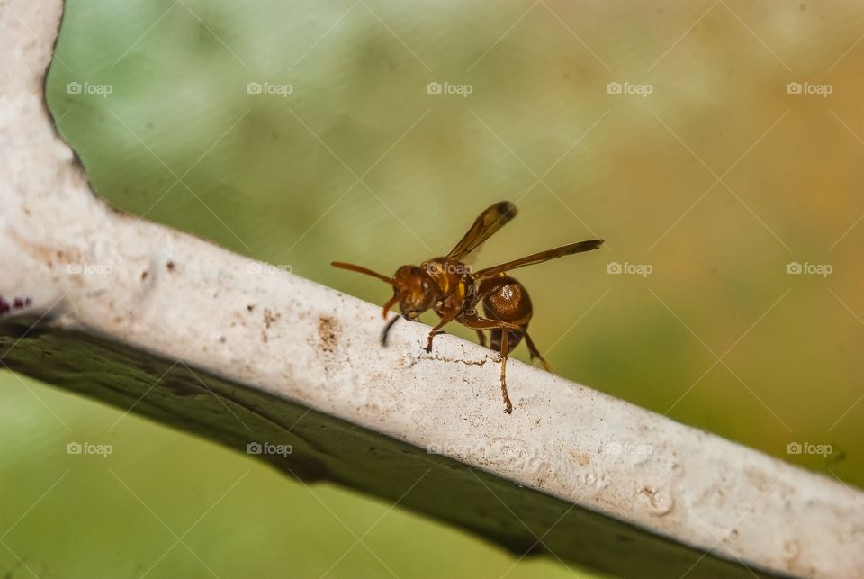 beautiful macro shot 