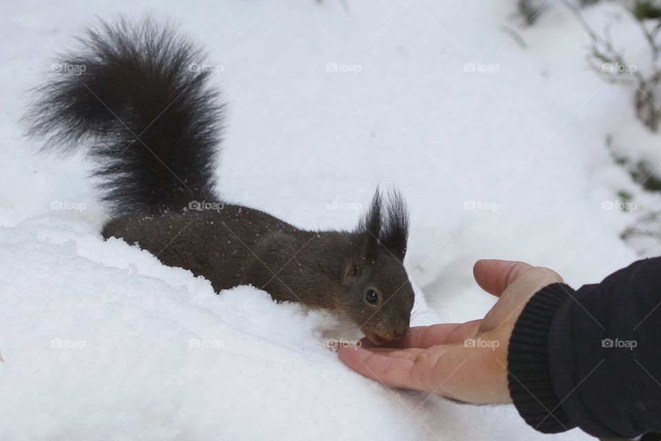 Squirrel eating a nut from human hand in winter