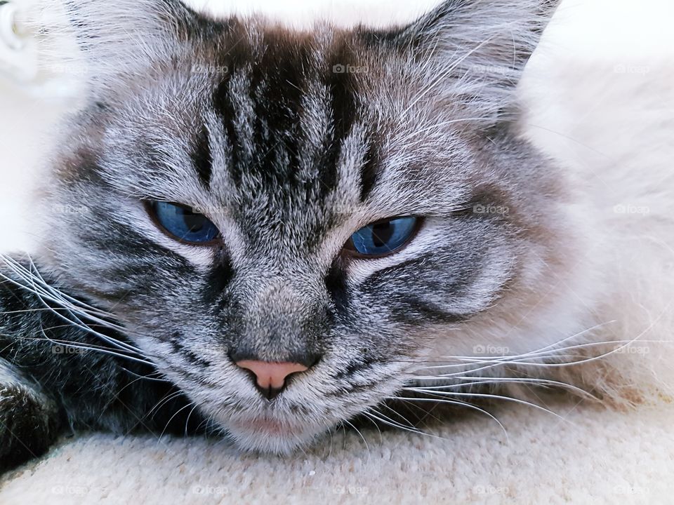 fluffy longhaired Ragdoll cat portrait.