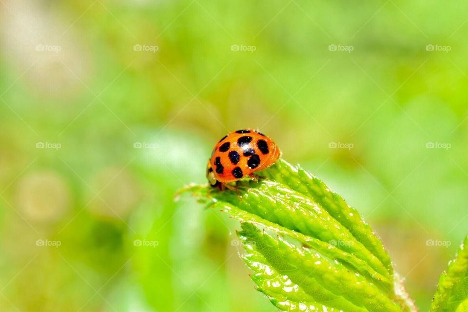 Close-up of ladybug on a leaf