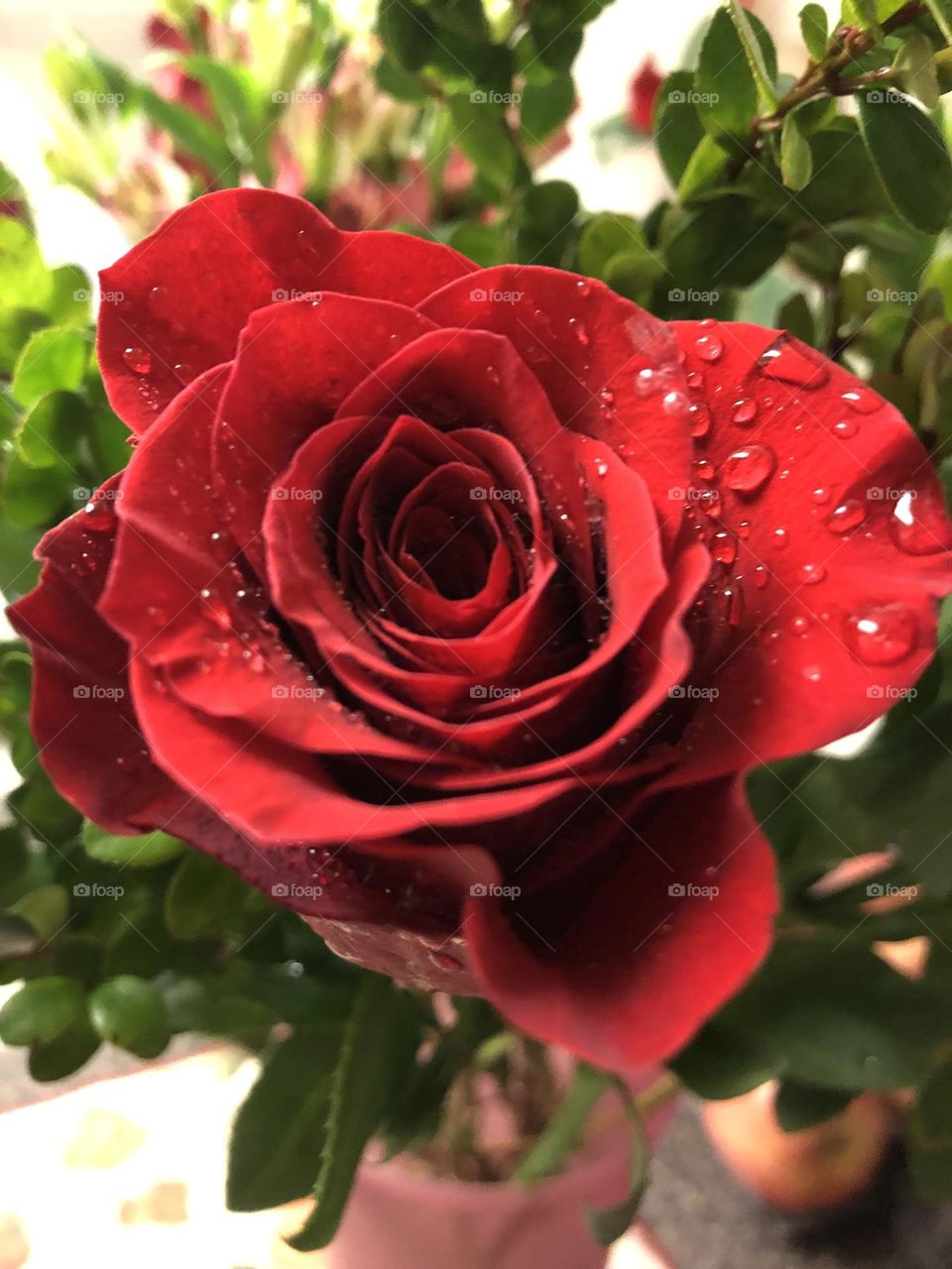 Close up  lovely Rose 🌿🌹