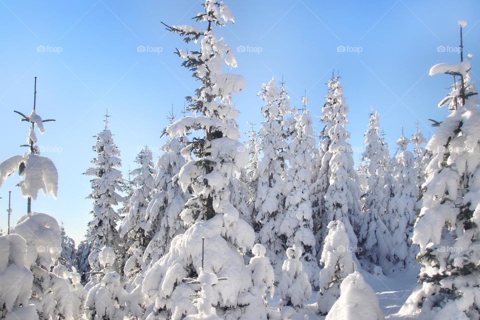 Fir trees in the snow