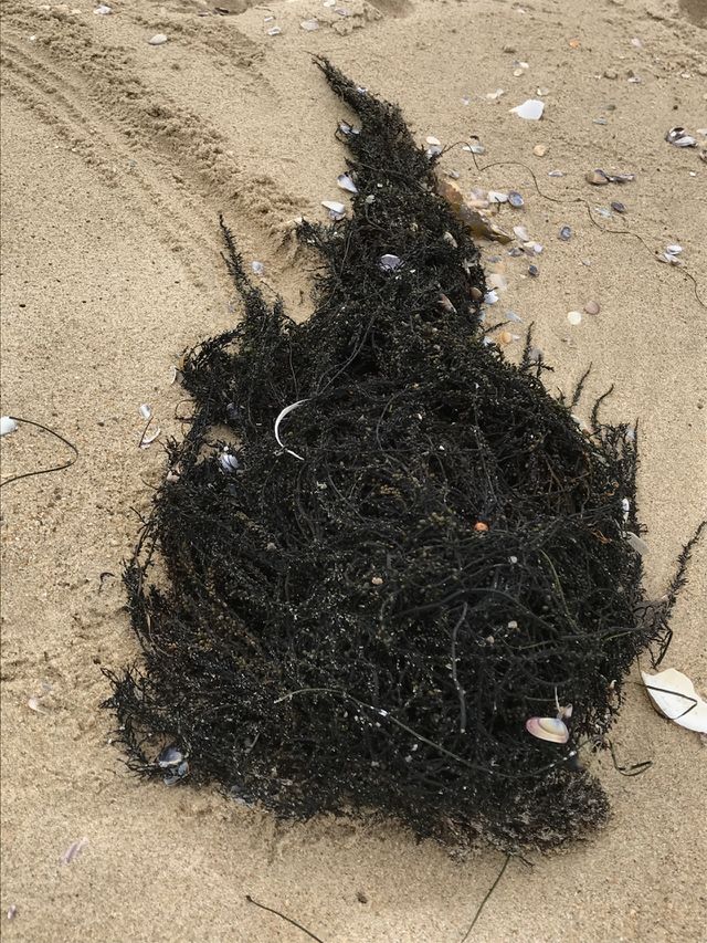 Sea weed washed up on beach