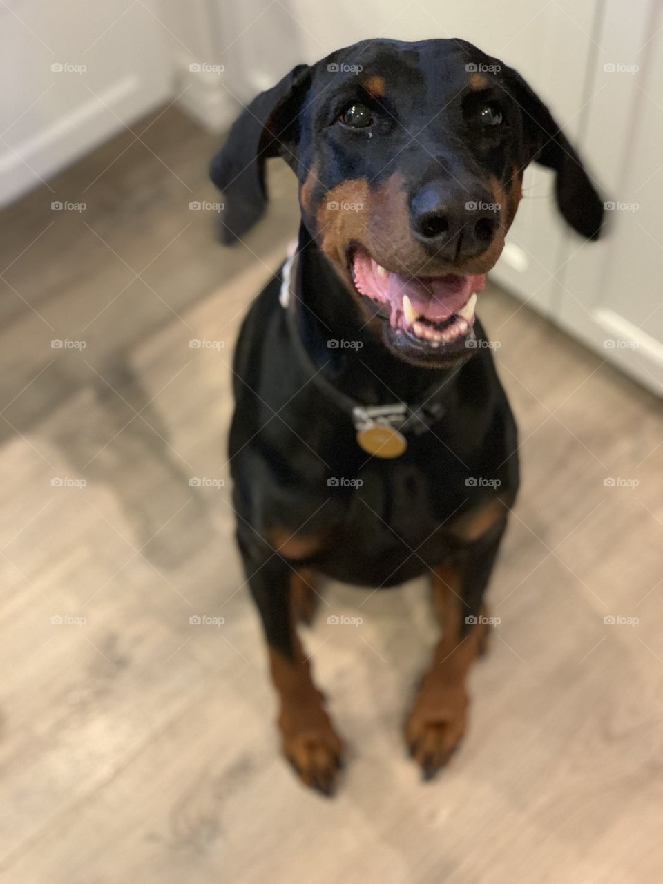 Doberman