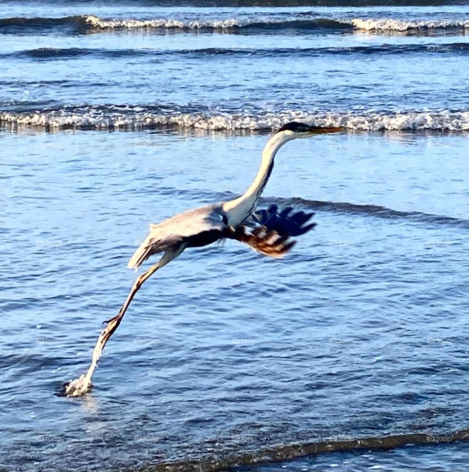 🇺🇸 I caught this bird “taking off” at Praia do Gonzaga, in Santos (Brazil). 🇧🇷 Flagrei esse pássaro “decolando” na Praia do Gonzaga, em Santos/SP. Para onde vai? Não sei. Mas sua pose me chamou a atenção e.. cliquei!