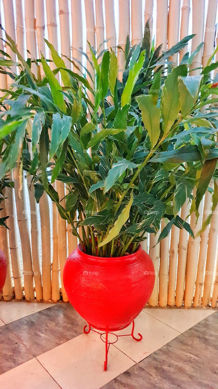 plant in red pot