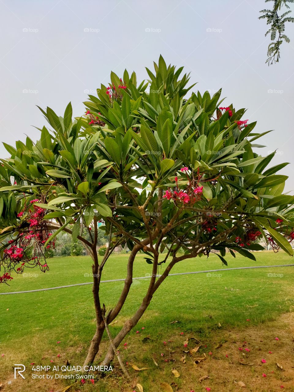 flower plant with red flower s