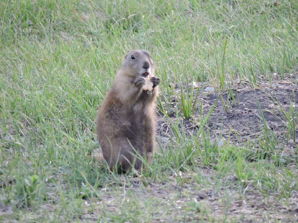 Prairie dog eating 