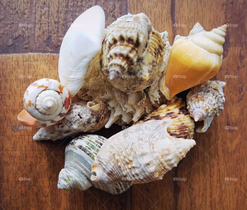 Seashells Grouped