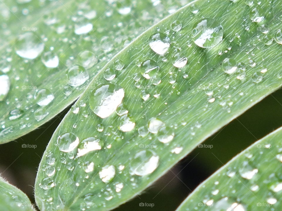 Raindrops
