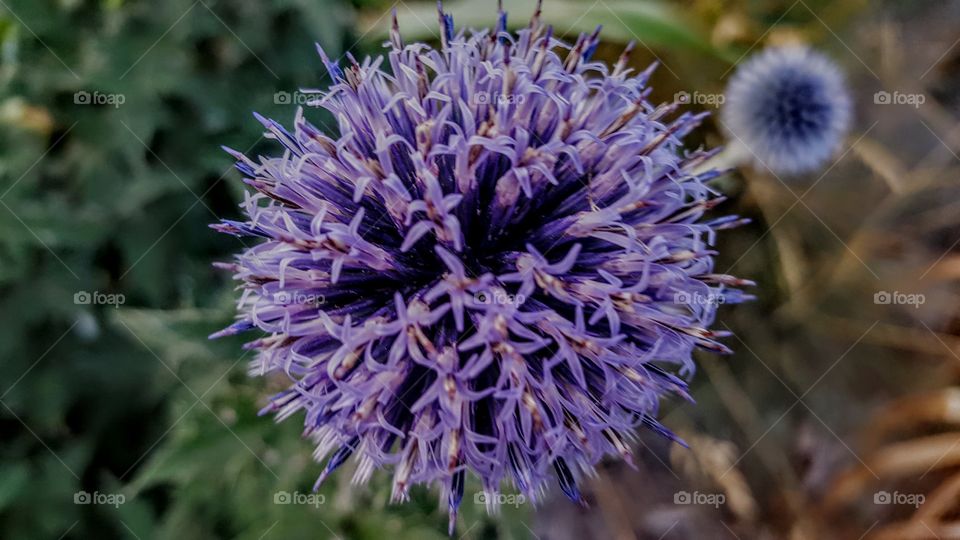 purple flower