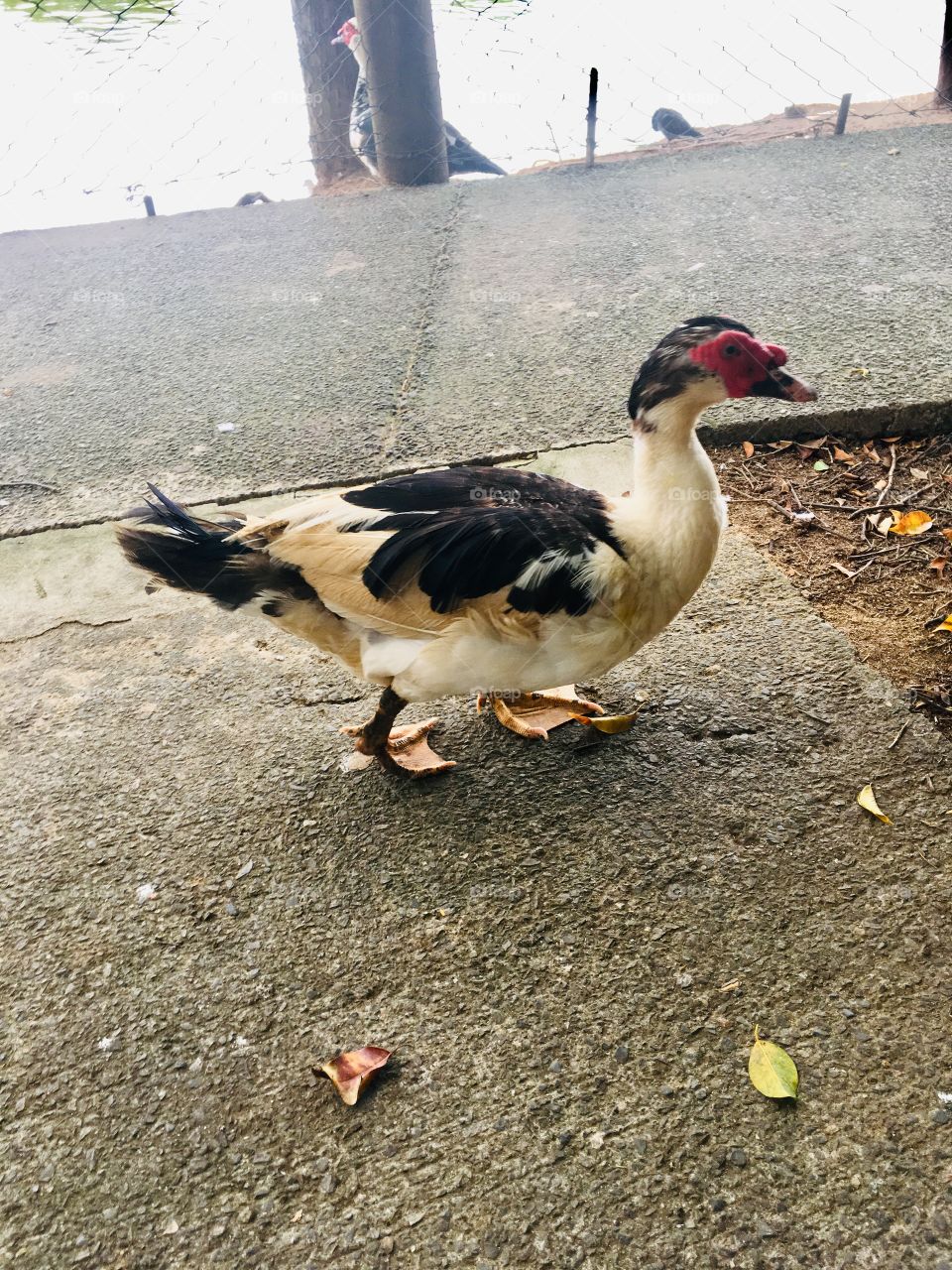 Lá vem o pato, pato aqui, pato acolá. Ô bichinho engraçado que gosta de brincar. 