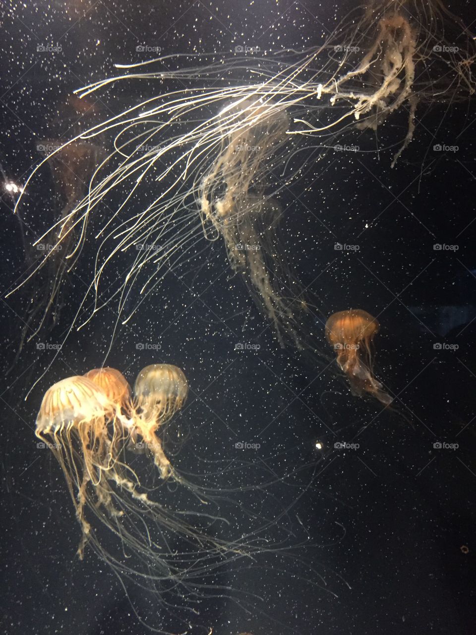 Space jellies. Jellyfish from a day at the aquarium. They look like they belong in outer space.