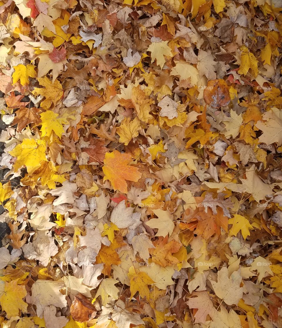 Bed of Leaves