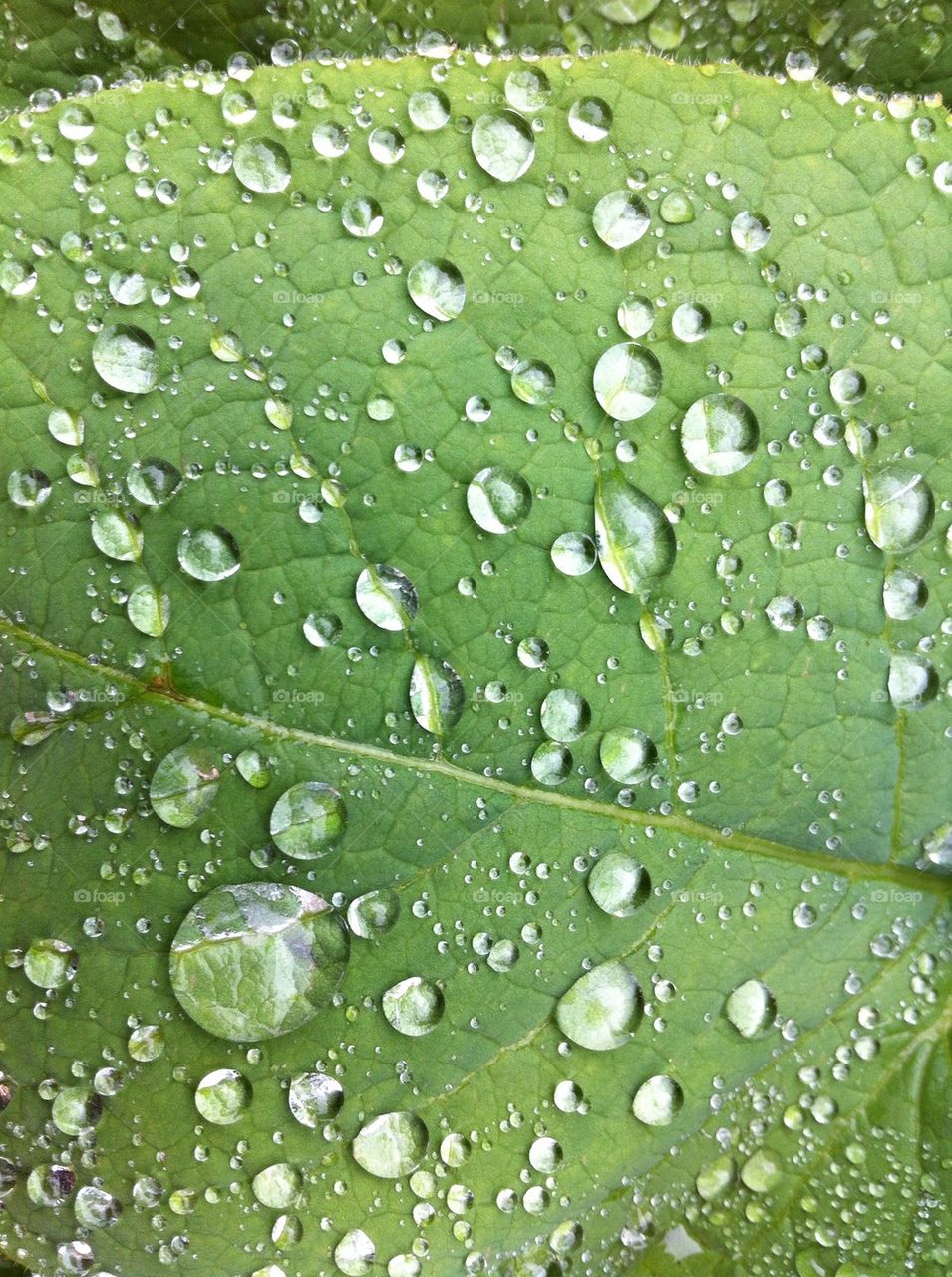 Green leaf with water drops