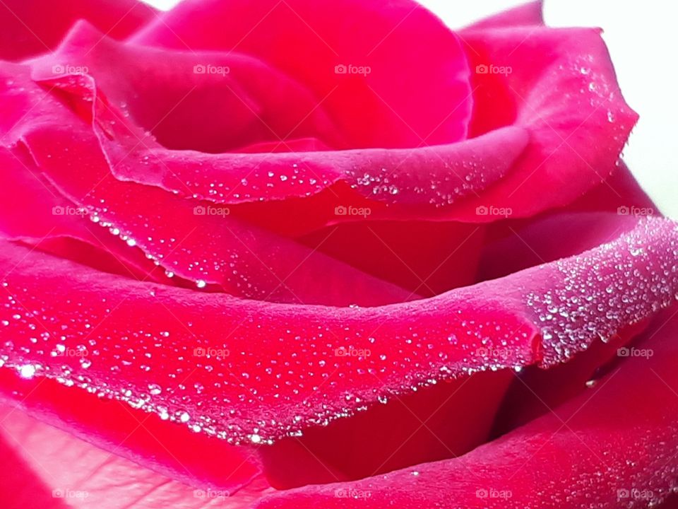 Close up of red rose