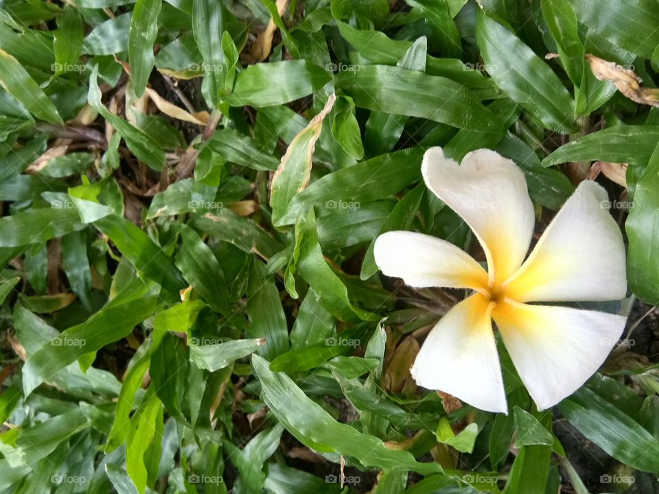 Leelawadee flower
Plumeria
flower
thai flower
thailand
beautiful
beauty
yellow