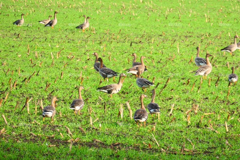 Graugänse auf einer Wiese