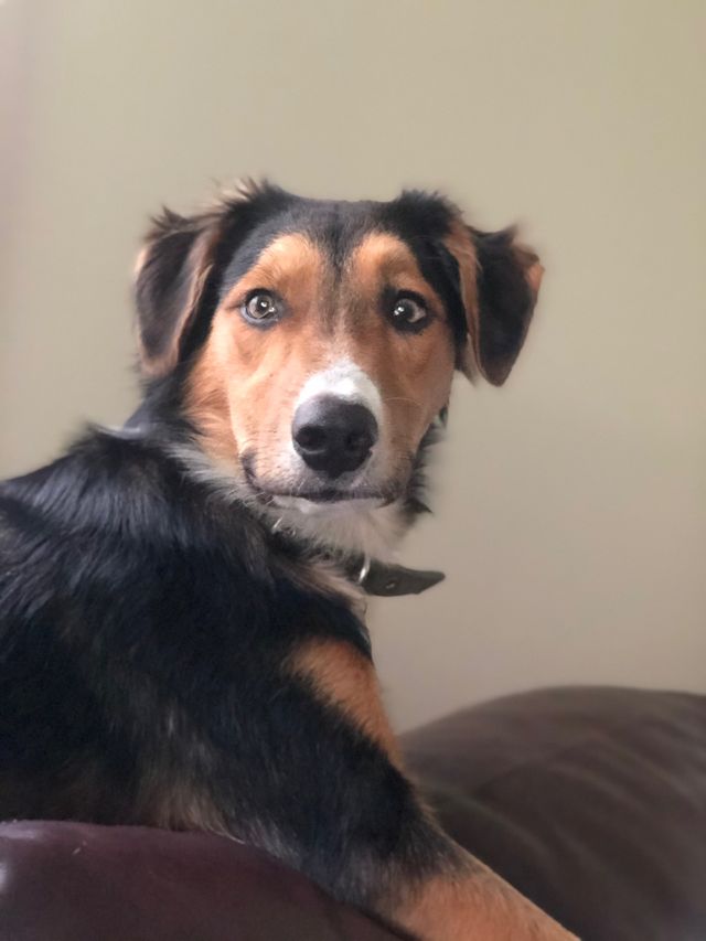 Puppy