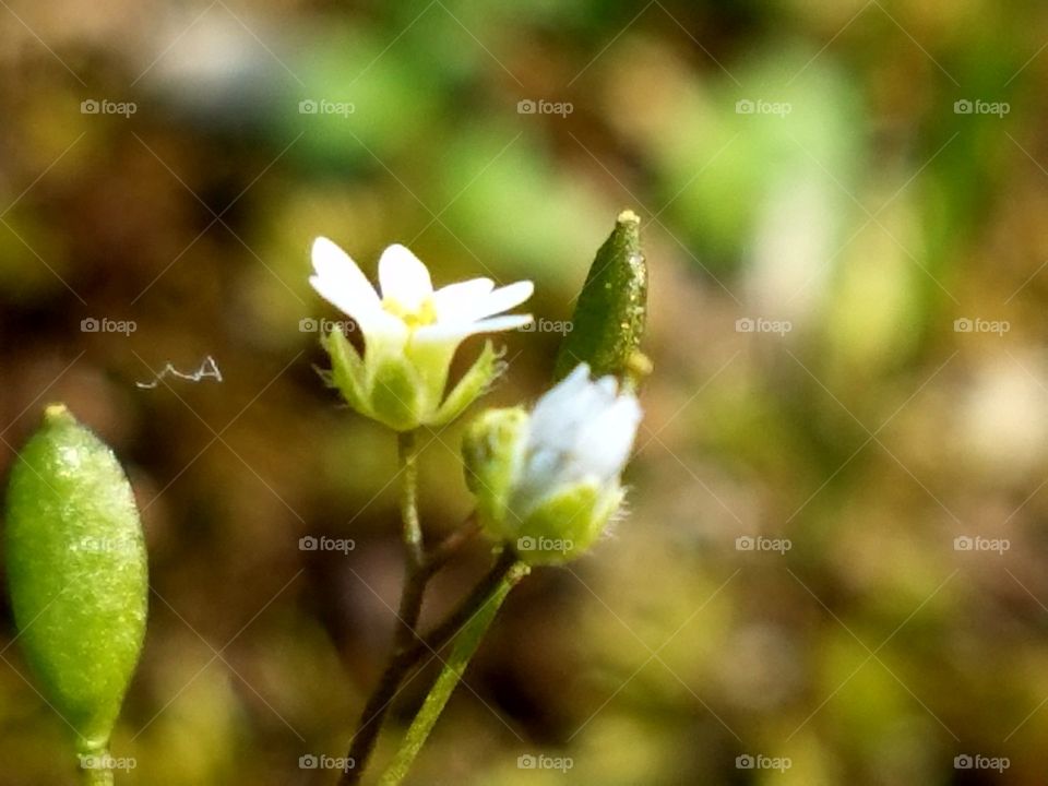 Spring flower