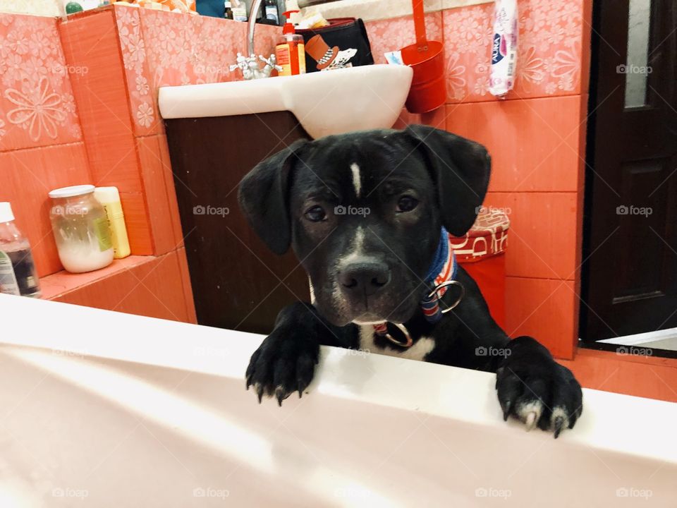 Cute pet in the bath-room 