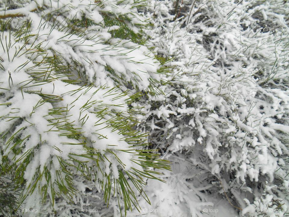 Winter, Frost, Season, Snow, Tree